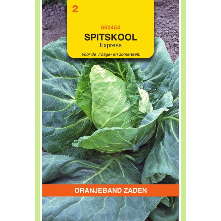 Oranjeband® Cabbage Greyhound