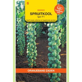 Oranjeband® Brussels Sprout Igor