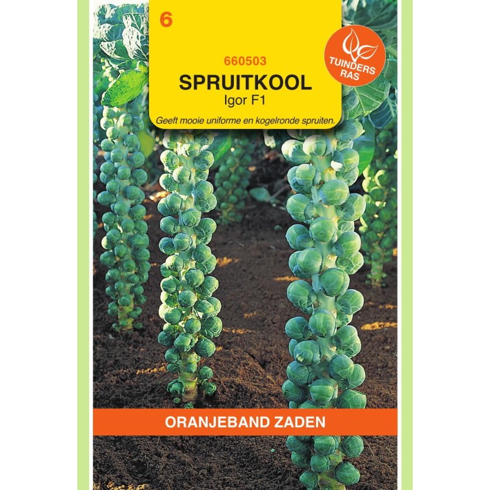 Oranjeband® Chou de Bruxelles Igor hybride F1