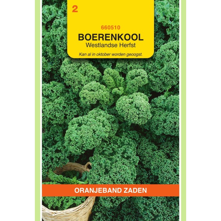 Oranjeband® Borecole or Kale Westland Autumn