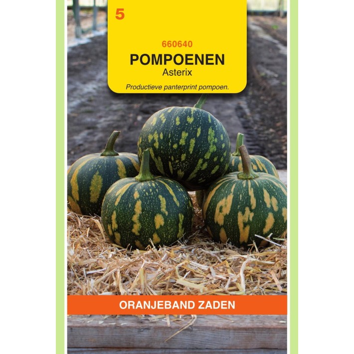 Oranjeband® Pumpkin Asterix