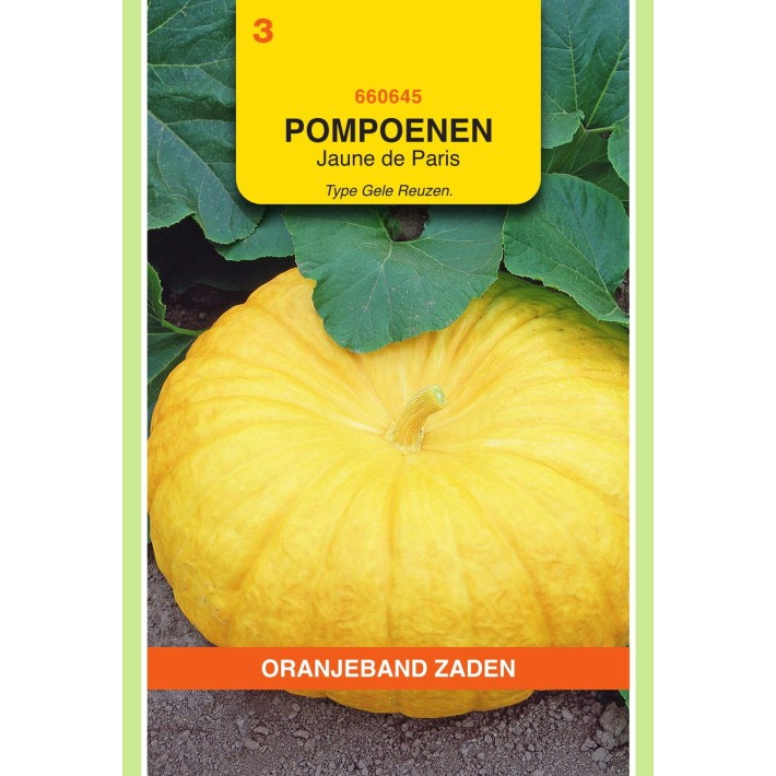 Oranjeband® Pumpkin Mammoth-Hundredweight (Yellow Pump.)