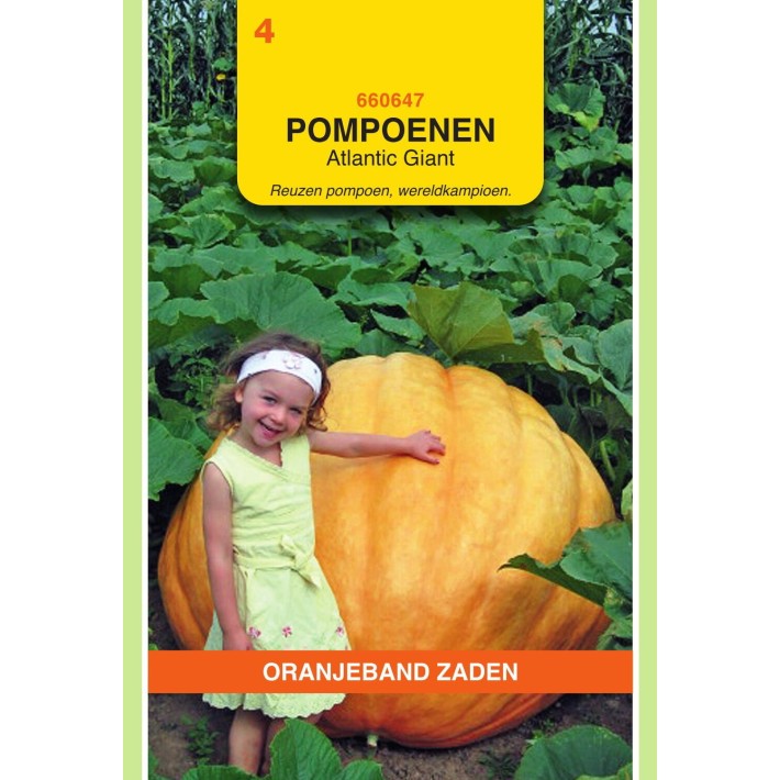 Oranjeband® Pumpkin Atlantic Giant