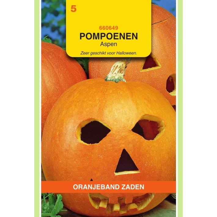 Oranjeband® Pumpkin Aspen *Amateur variety*