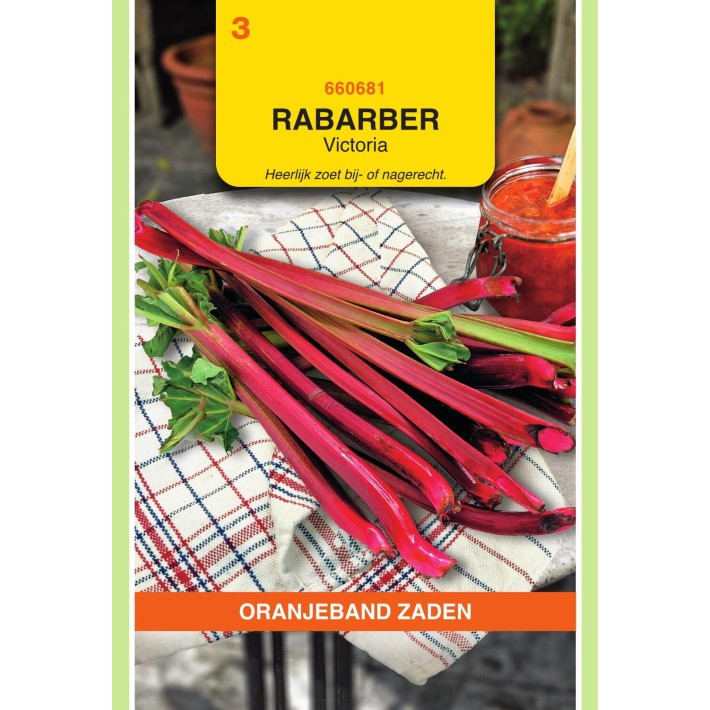 Oranjeband® Rheum Undulatum (Rhubarb Victoria)
