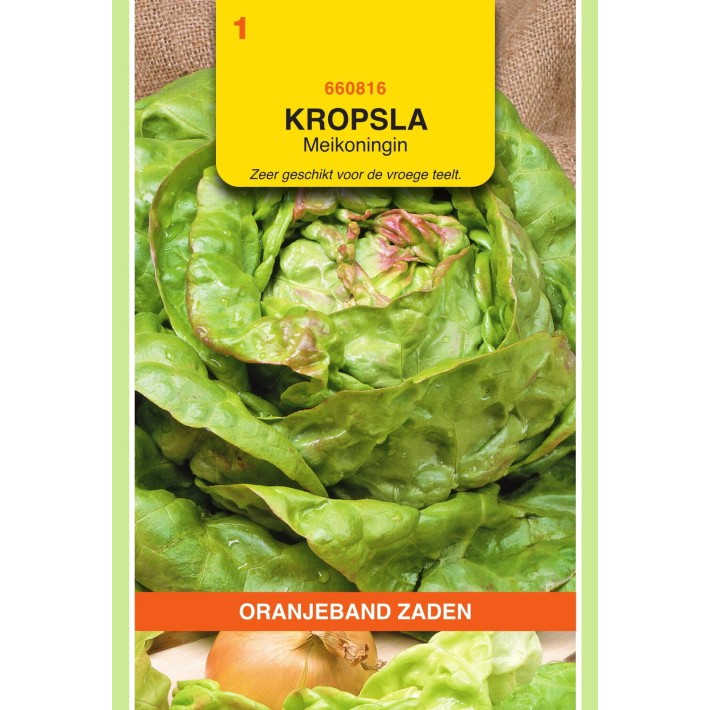 Oranjeband® Lettuce (Butterhead) Maiking