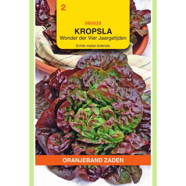 Oranjeband® Lettuce Merveille des quatre Saisons