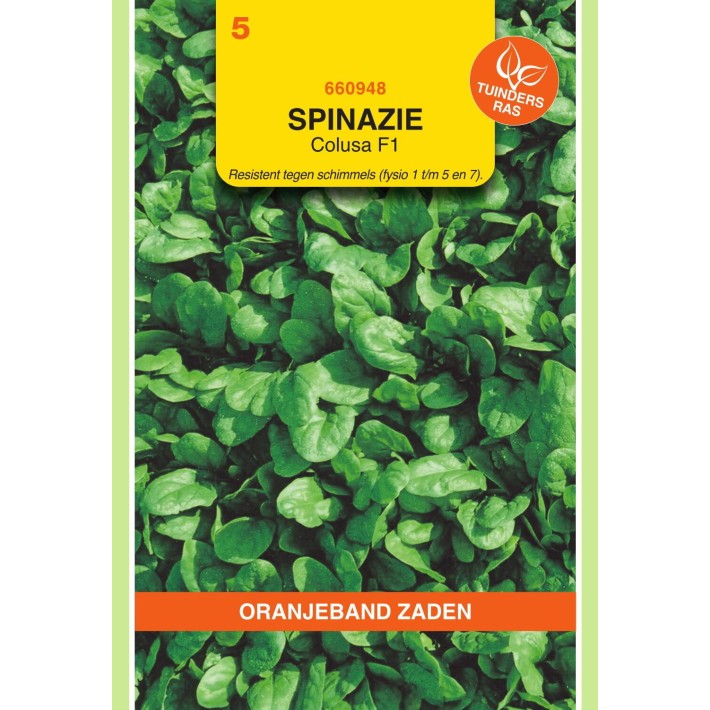 Oranjeband® Epinard Campania F1, 15g