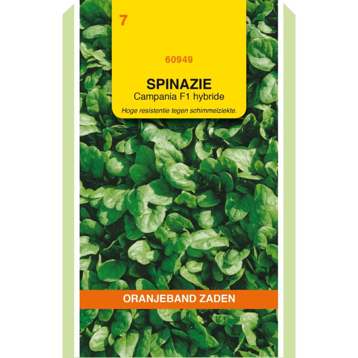 Oranjeband® Epinard Campania F1, 50g