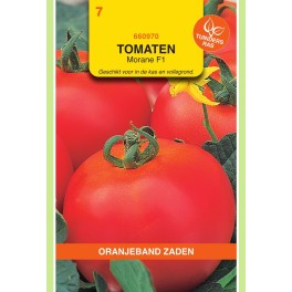 Oranjeband® Tomato Morane F1
