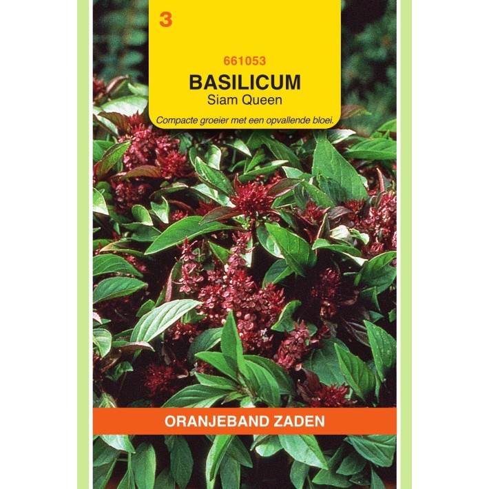 Oranjeband® Basil Siam Queen