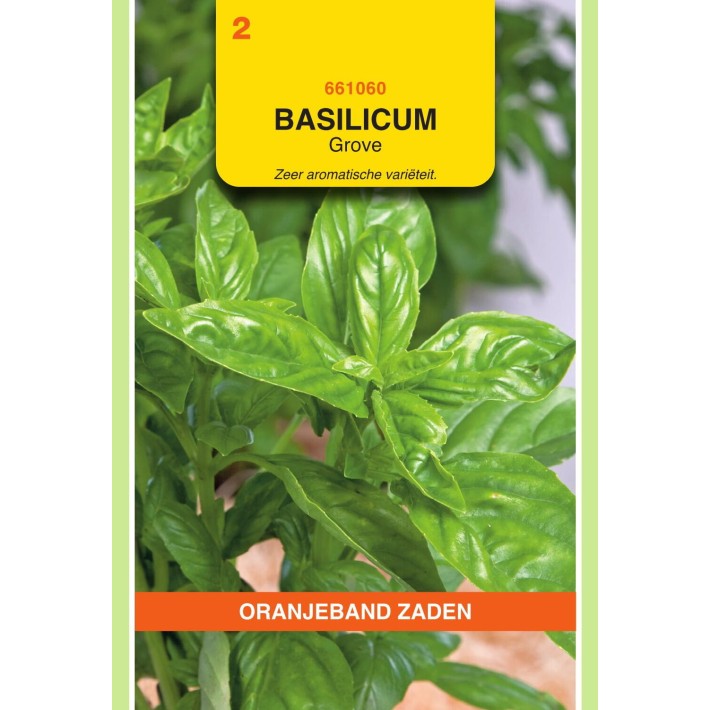 Oranjeband® Basilic Grand Vert (Ocimum basilicum)