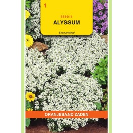 Alyssum Sneeuwkleed