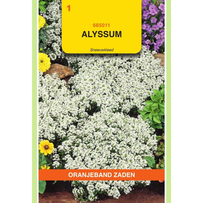 Oranjeband® Alyssum (Lobularia) proc. Snowcloth