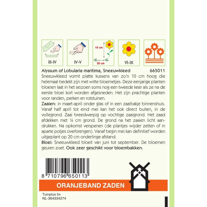Oranjeband® Alyssum (Lobularia) proc. Snowcloth