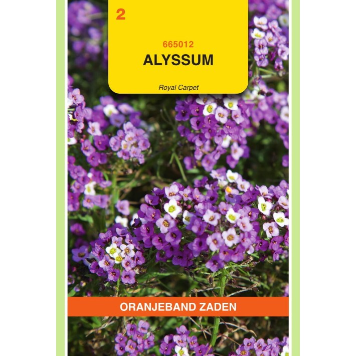 Oranjeband® Alyssum (Lobularia) Proc.  Royal Carpet