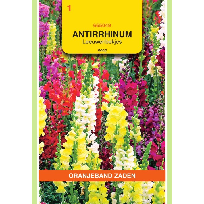 Oranjeband® Antirrhinum Majus Maximum Tall Mixed