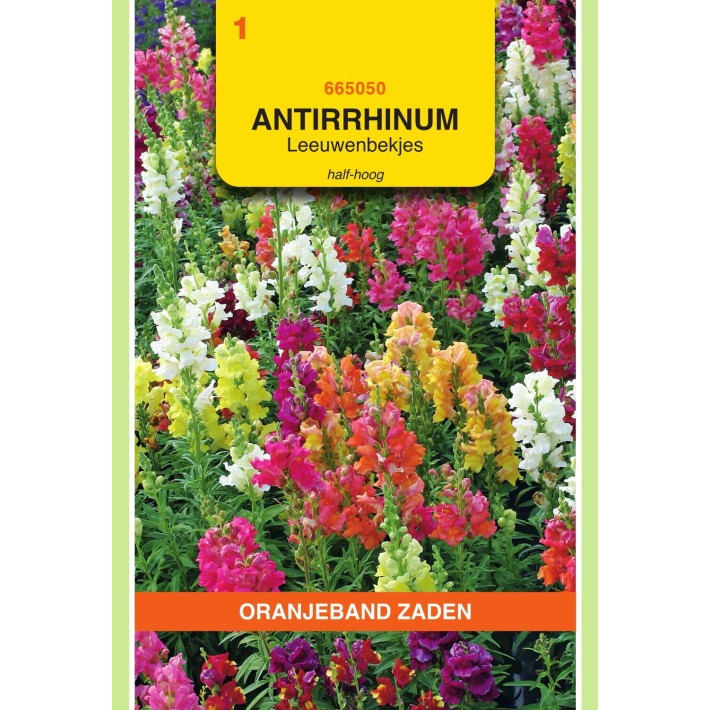 Oranjeband® Antirrhinum majus nanum semi-tall mixed