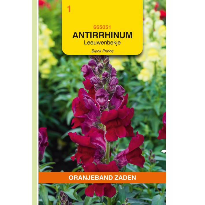 Oranjeband® Antirrhinum Black Prince