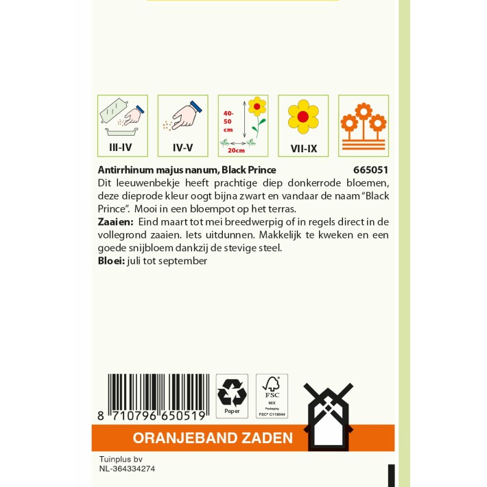 Oranjeband® Antirrhinum Black Prince