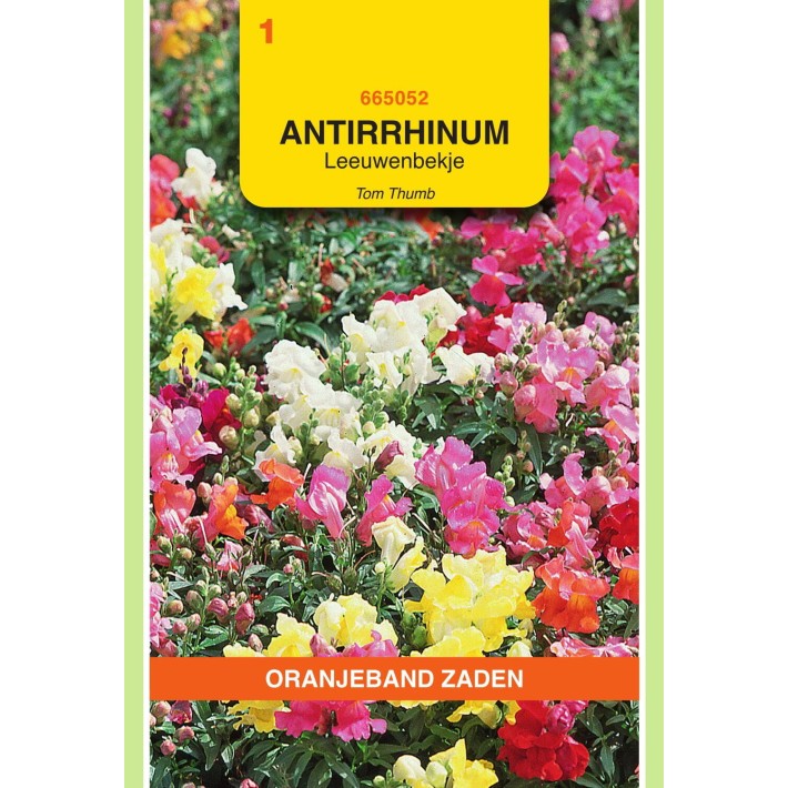 Oranjeband® Antirrhinum Maj. Pumilum Tom Thumb Mixed