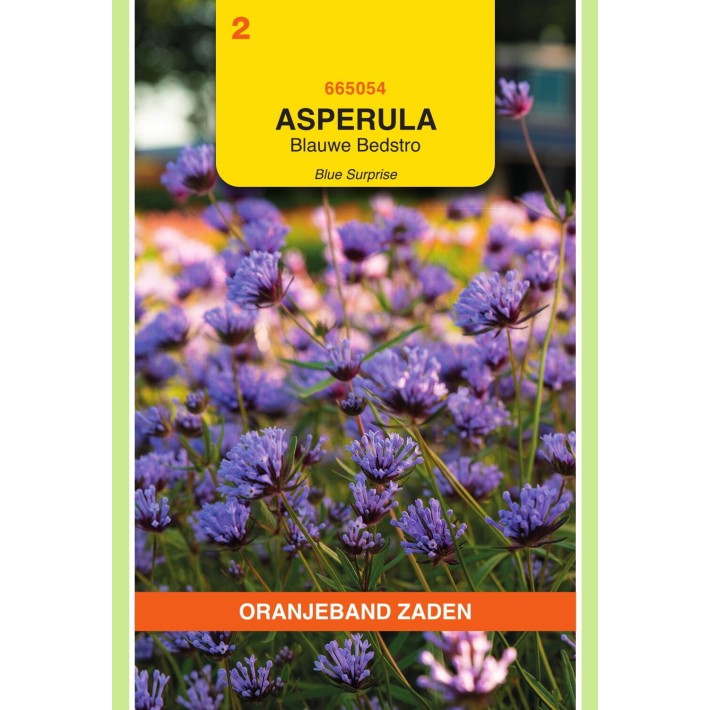 Oranjeband® Asperula, Blue Woodruff Blue Surprise