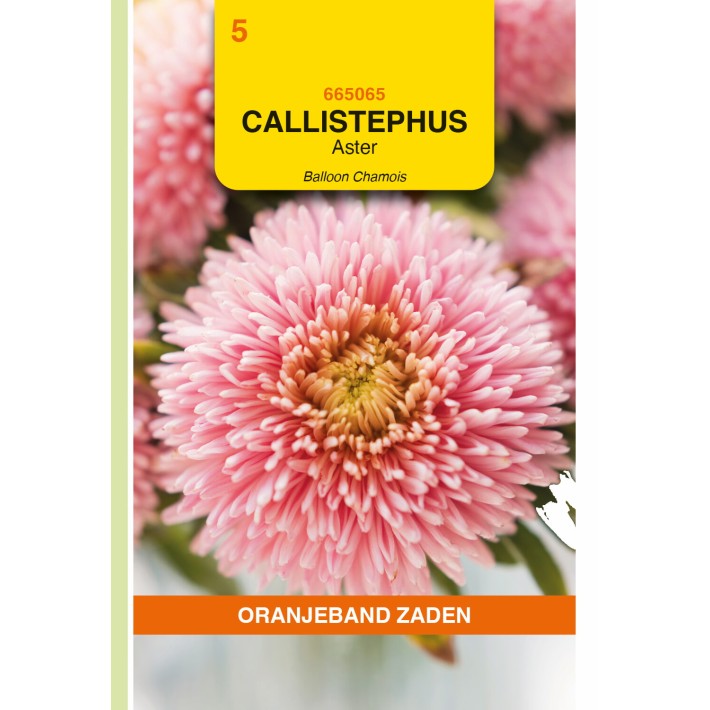 Oranjeband® Callistephus, Balloon Chamois