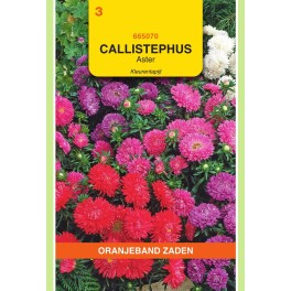 Callistephus, Aster Kleurentapijt gemengd