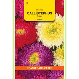 Callistephus, Aster Boeket gemengd