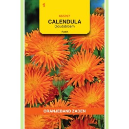 Oranjeband® Calendula Off.Radio Orange Quilled
