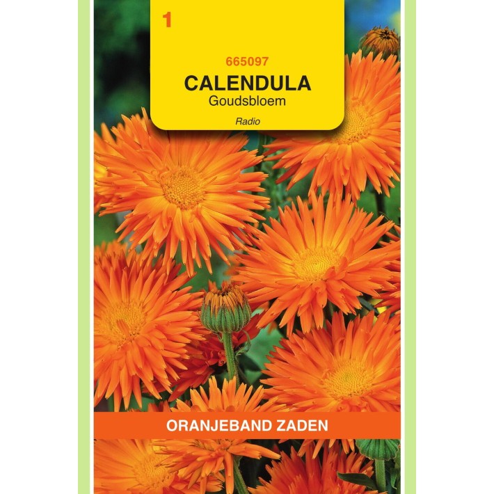 Oranjeband® Calendula Off.Radio Orange Quilled