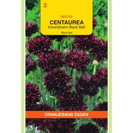 Centaurea, Korenbloem Black Ball