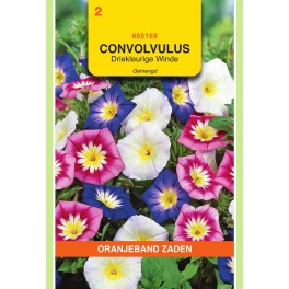 Oranjeband® Convolvulus Tricolor Mixed