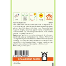 Oranjeband® Convolvulus Tricolor Mixed