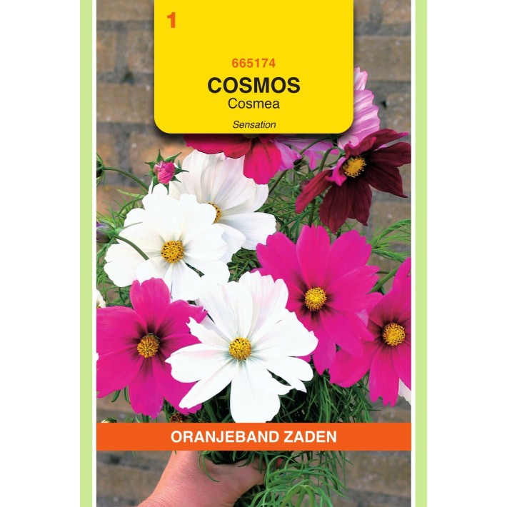 Oranjeband® Cosmos Bipinnatus Sensation Mixed