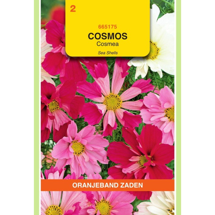 Oranjeband® Cosmos bipinnatus Sea Stars mixed