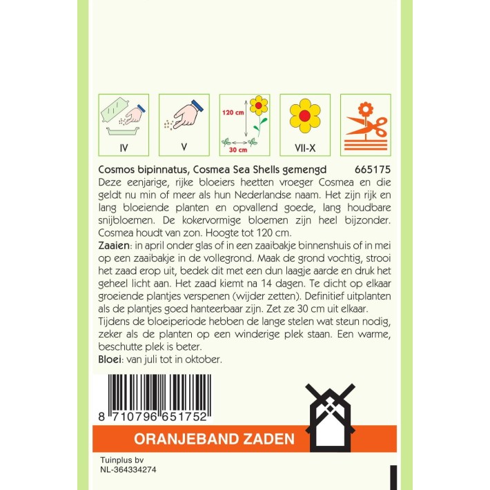 Oranjeband® Cosmos bipinnatus Sea Stars mixed