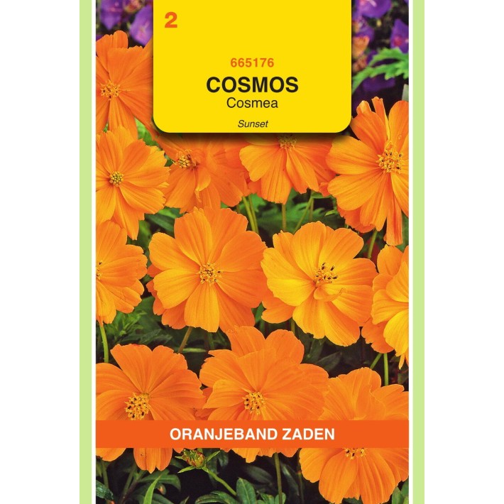 Oranjeband® Cosmos Sulphureus Sunset Orange