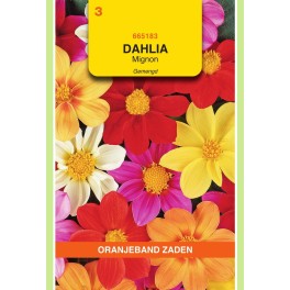 Dahlia, Mignon gemengd