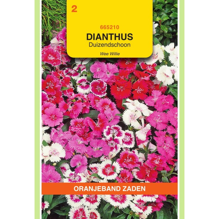 Oranjeband® Dianthus Barbatus Wee Willie Mixed