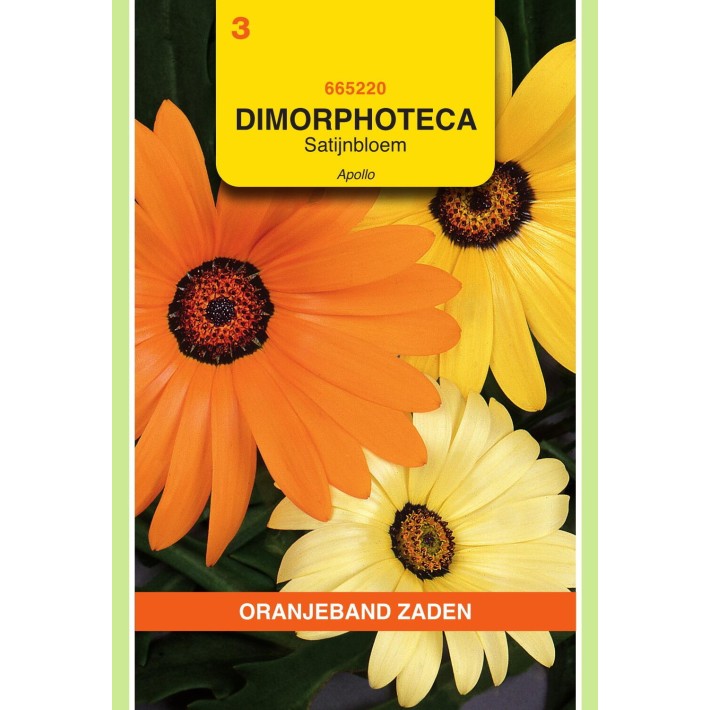 Oranjeband® Dimorphoteca Sin. Hybrida Apollo Mixed