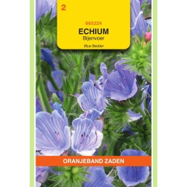 Oranjeband® Echium Plantagineum Blue Bedder