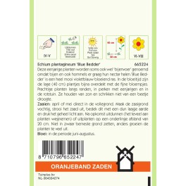 Oranjeband® Echium Plantagineum Blue Bedder