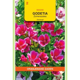 Oranjeband® Godetia Whitneyi Azaleaflowered Dbl Mixed