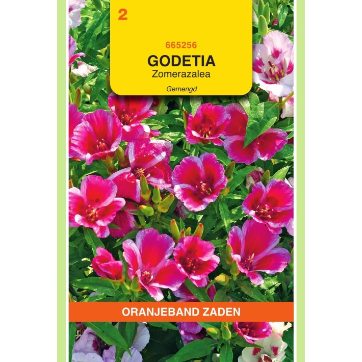Oranjeband® Godetia Whitneyi Azaleaflowered Dbl Mixed
