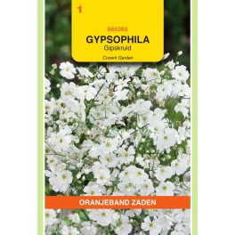 Gypsophila, Gipskruid Covent Garden