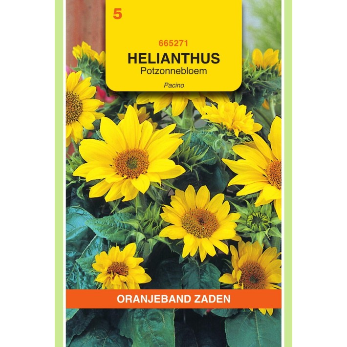 Oranjeband® Soleil debilis Jaune