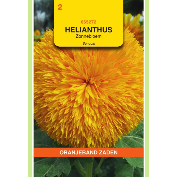 Oranjeband® Soleil Sungold Grand Double Jaune D'Or