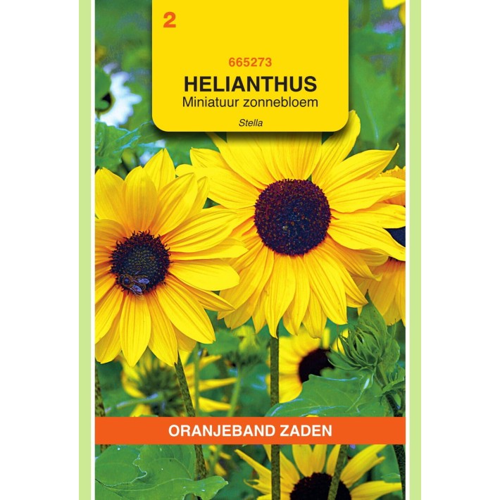 Oranjeband® Helianthus Debilis Jaune