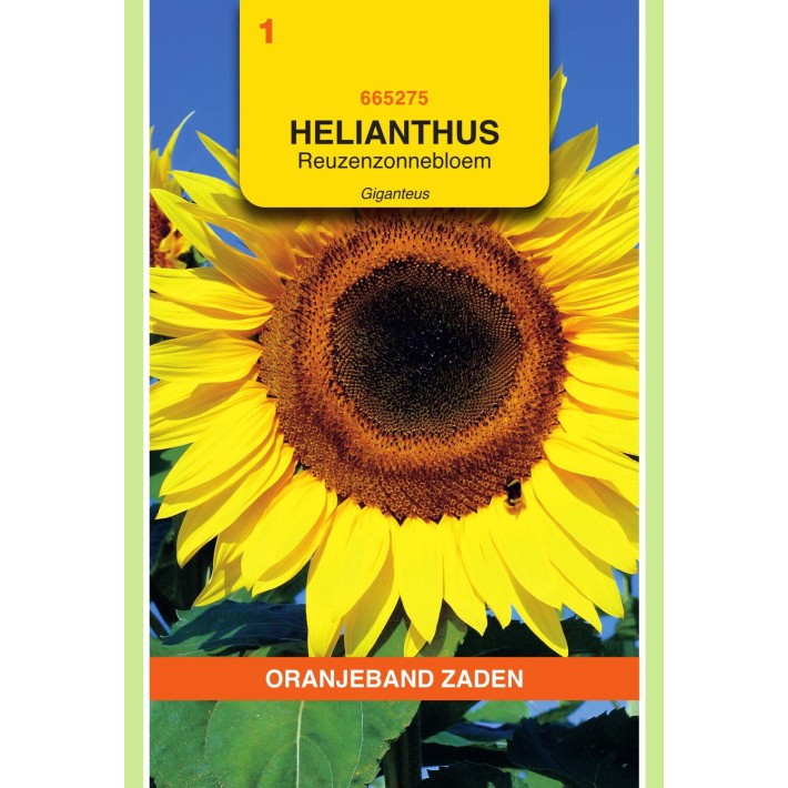 Oranjeband® Soleil Helianthus uniflorus giganteus
